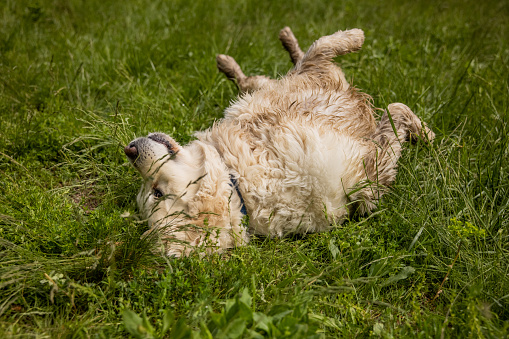Cute Golden Retriever dog rolling in the grass