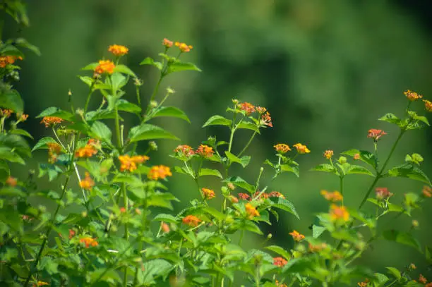 Beautiful Wild Lantana Plants With Orange Flowers Blooming On A Sunny Day