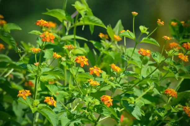 Fresh Warm Green Wild Lantana Plants With Orange Flowers In The Field