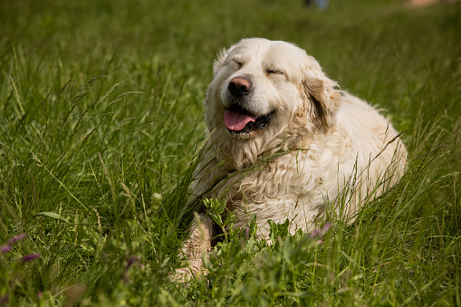 Cute Golden Retriever dog lying in the grass, while panting