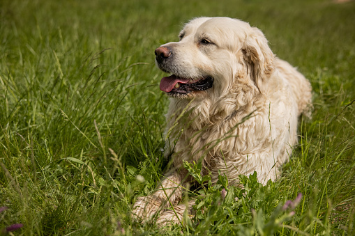 Cute Golden Retriever dog lying in the grass, while panting