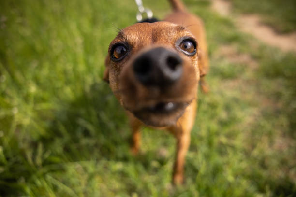 A frightened little brown dog barks at the camera. A male dog breeds a toe terrier with no wheatgrass. Elderly pet with gray hair on his muzzle. Animals lost in war concept.