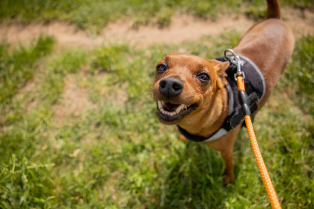 Cute miniature pinch dog looking at camera