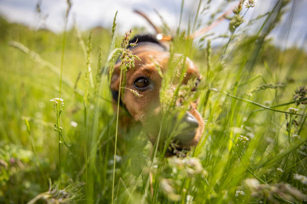 Curious miniature pinch exploring the nature