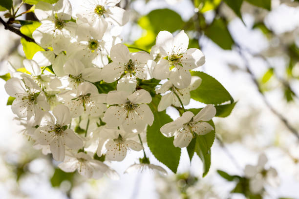 istock Spring background art with white cherry blossom. Beautiful nature scene with blooming tree and sun flare 1396281886