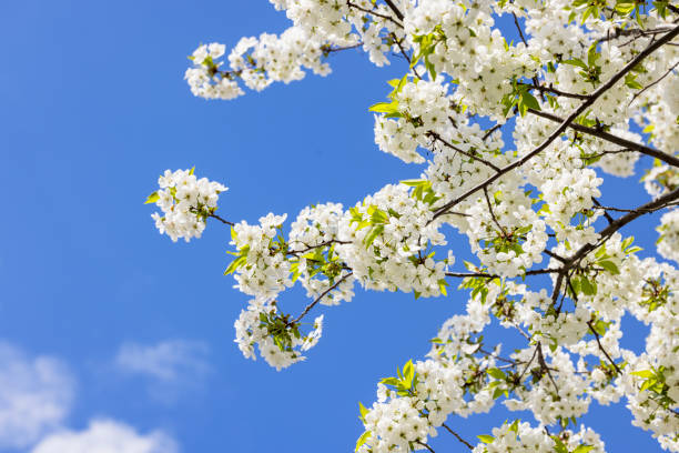 istock Spring background art with white cherry blossom on blue sky background. Beautiful nature scene with blooming tree and sun flare 1396281906