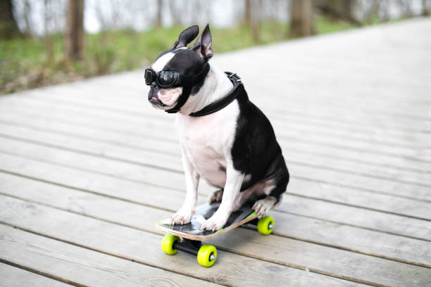 The Boston Terrier dog rides a long board, goes very fast with speed on a skateboard in sunglasses on a summer vacation near the beach with pleasure in summer. stock photo