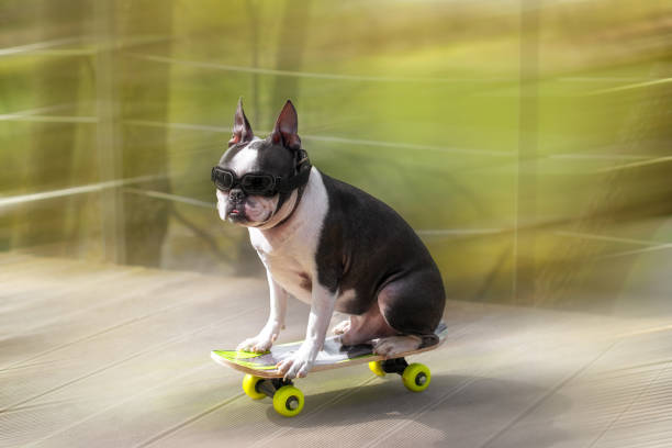 The Boston Terrier dog rides a long board, goes very fast with speed on a skateboard in sunglasses on a summer vacation near the beach with pleasure in summer. stock photo