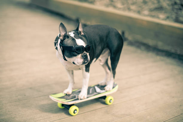 The Boston Terrier dog rides a long board, goes very fast with speed on a skateboard in sunglasses on a summer vacation near the beach with pleasure in summer. stock photo