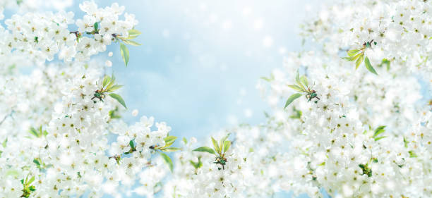 istock Branches of blossoming cherry and bee macro with soft focus on blue background. 1396282674