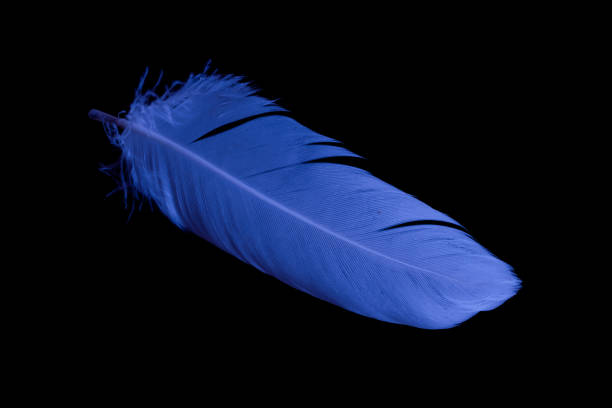 istock blue feather of a goose on a black background 1396283199