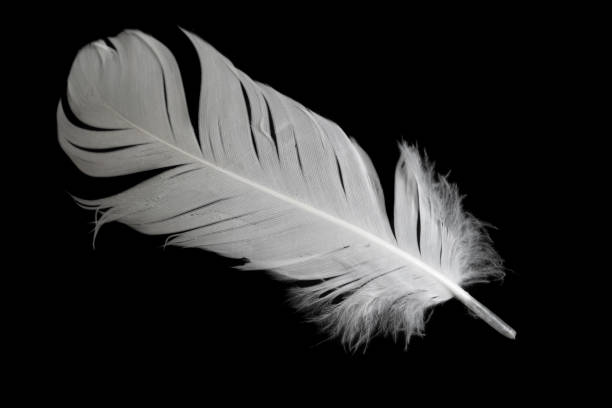 istock white feather of a goose on a black background 1396283215