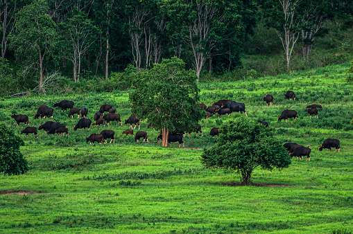 A herd of Gaur graze on the green grassland on the rainy season.