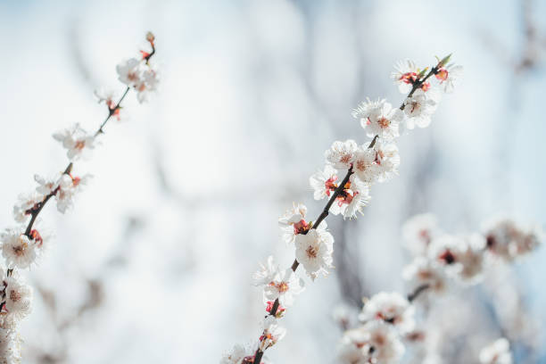 istock Branches of blossoming cherry macro with soft focus Easter and spring greeting cards. Springtime 1396283302