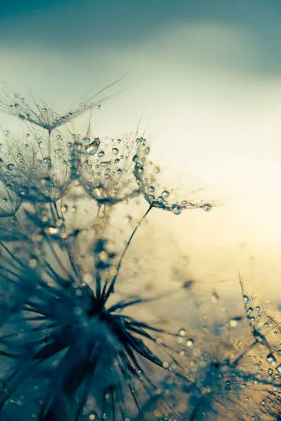 Photo of Macro nature. Beautiful dew drops on dandelion seed macro. Beautiful soft background.