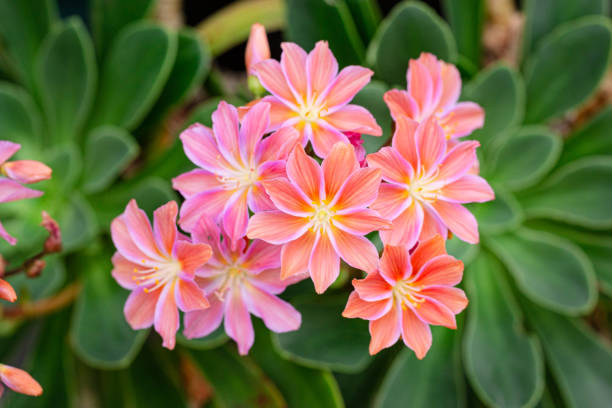 Lewisia cotyledon flowers growing on outdoor garden Lewisia cotyledon flowers growing on outdoor garden. Siskiyou lewisia lewisia rediviva stock pictures, royalty-free photos & images