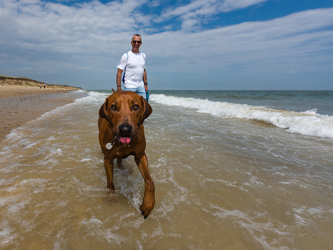 A man in sunglasses walking barefoot, shoes in hand, along the shoreline of a sandy beach, with his Rhodesian Ridgeback dog by his side looking into the camera with tongue sticking out, on a sunny day at Covehithe in Suffolk - Covehithe, July 2017