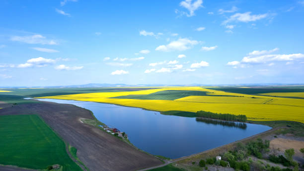 Poplar trees on the shore of the lake against the backdrop of spacious yellow fields with rapeseed in the spring, panoramic view from the drone