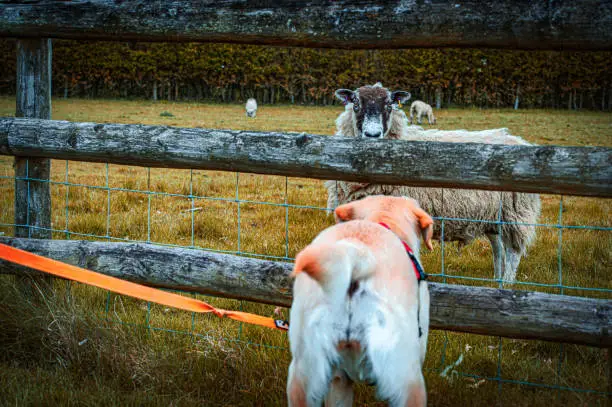 An encounter between a dog and a sheep, separated by a fence.