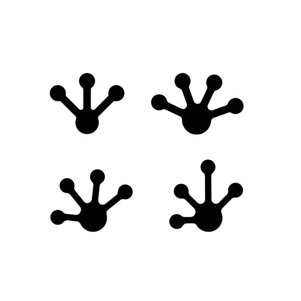 ustaw ślady żaby projektowanie wektorowe - toad green isolated white stock illustrations