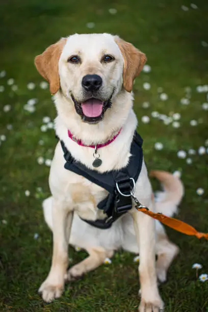 A portrait of a dog with white flowers in the background