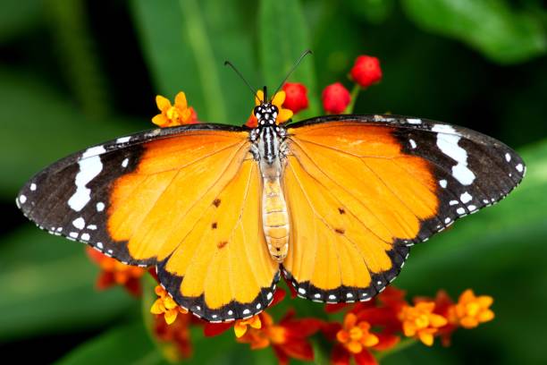 istock Butterfly spreading wings and drinking juice from flower. 1396285811
