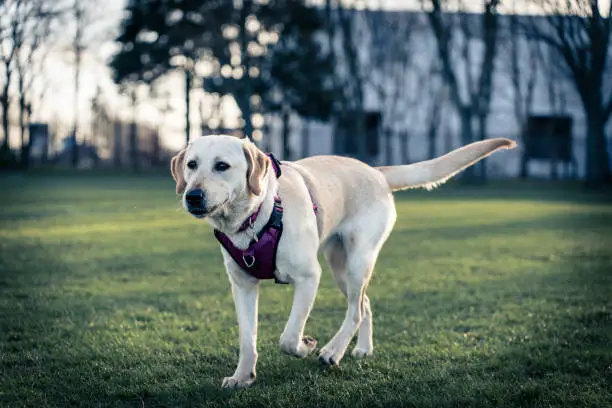 A picture of dog walking with a cheeky look