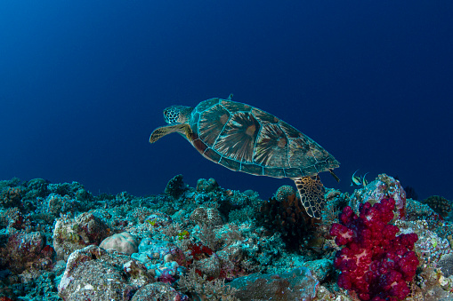 The green sea turtle (Chelonia mydas), also known as the green turtle, black (sea) turtle or Pacific green turtle