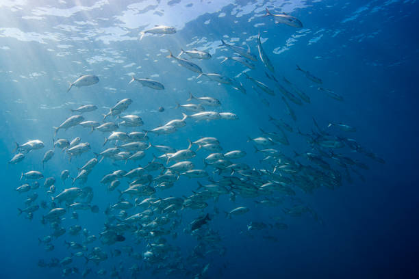 istock Large school of jacks in Palau, Micronesia 1396286931