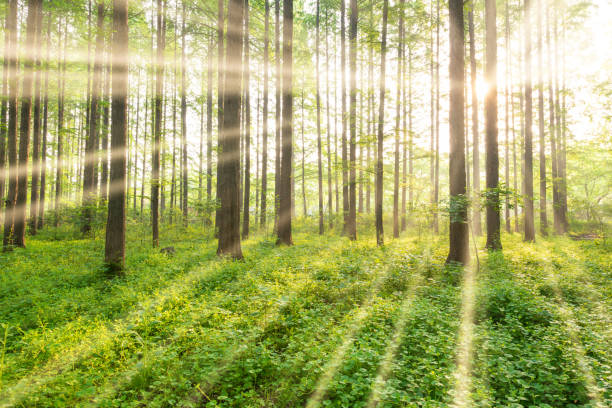 Beautiful forest scenery in the morning