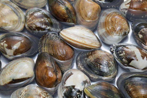 istock Japanese asari clams from Kajishima( luxury ingredients ) 1396287410