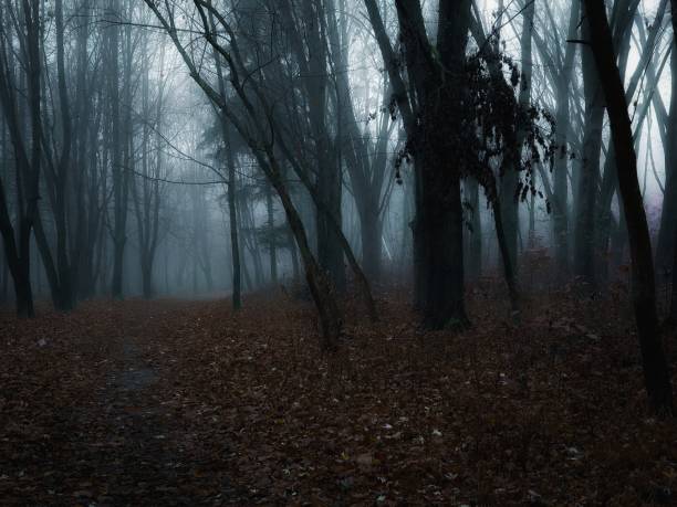 istock Spooky foggy forest at dawn 1396287579