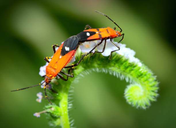 istock Mating Red Cotton Bugs on white flower - animal behavior. 1396288199