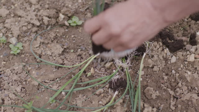 Close-up of planting leek (4k)