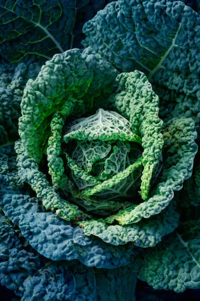 Close up from a savoy cabbage