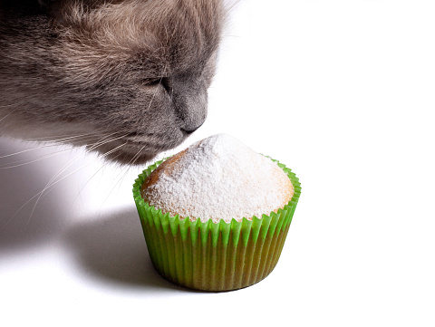 Cat sniffs a cupcake sprinkled with powdered sugar. Homemade cupcake in paper liners isolated on white background.