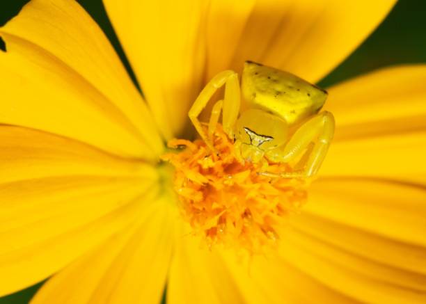 Yellow Spider hiding on yellow flower - animal behavior.