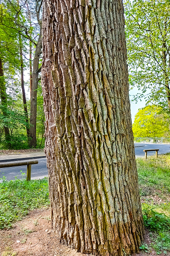 Nature, thick tree trunk