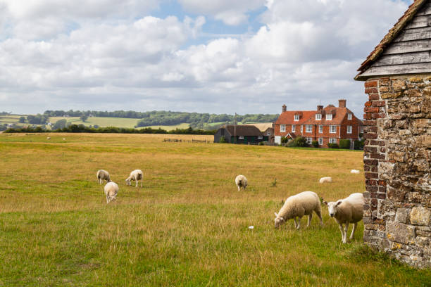 pastoreo de ovejas en el paisaje cerca del pueblo winchelsea. - winchelsea fotografías e imágenes de stock