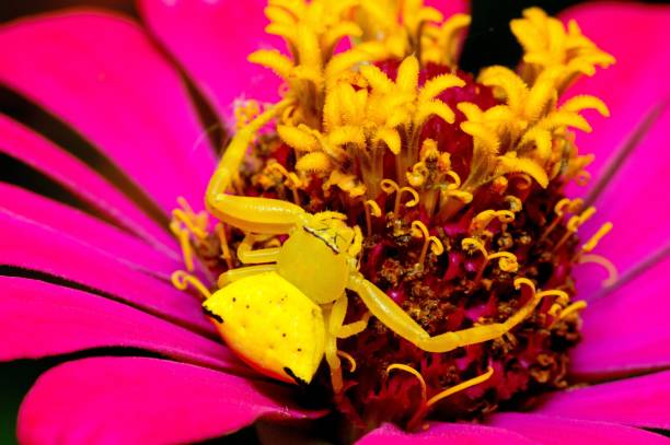 Yellow Spider on Pink flower - animal behavior.