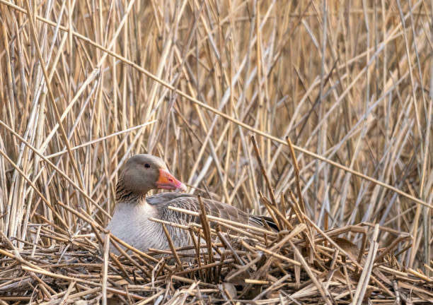 istock Greylag Goose on a lakeside nest 1396291615