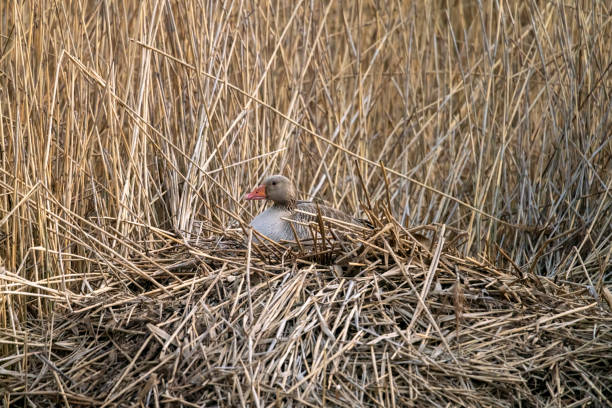 Greylag Goose on a lakeside nest stock photo