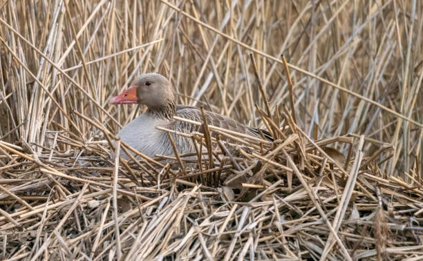 istock Greylag Goose on a lakeside nest 1396291938