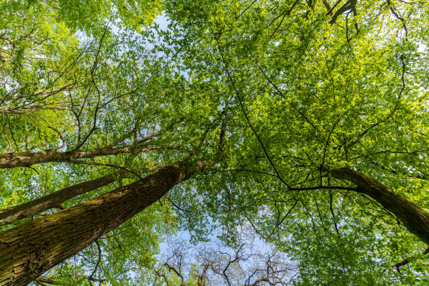 istock View into the treetops of a deciduous forest 1396291953