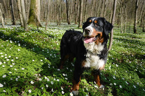 Zennenhund dog in the spring forest, surrounded by forest flowers.