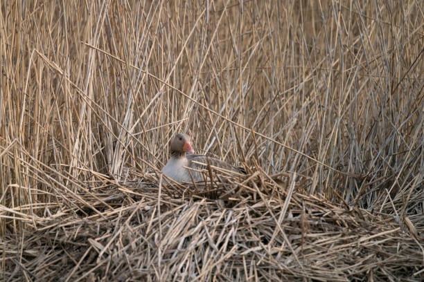 istock Greylag Goose on a lakeside nest 1396292043
