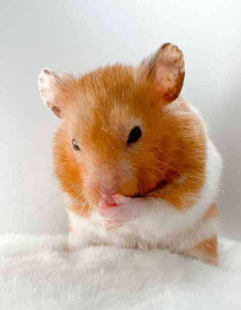 istock Cute Syrian hamster washing his face 1396292080