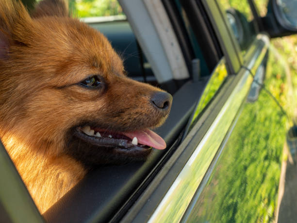 istock dog in the car. Spitz dog breed. 1396292091