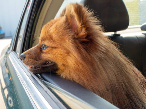 istock dog in the car. Spitz dog breed. 1396292100