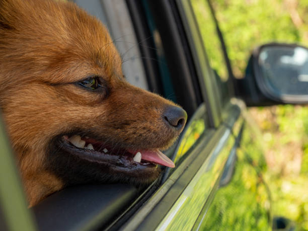 istock dog in the car. Spitz dog breed. 1396292103